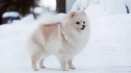 Bijeli pas: fluffy psi bijele boje